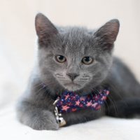 Indy