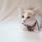 Glory