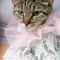 Chiffon