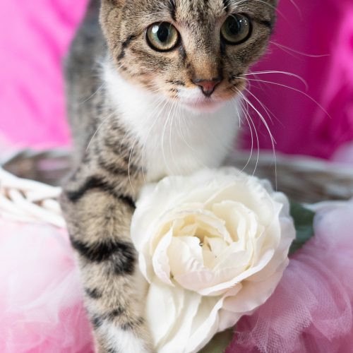 Chiffon