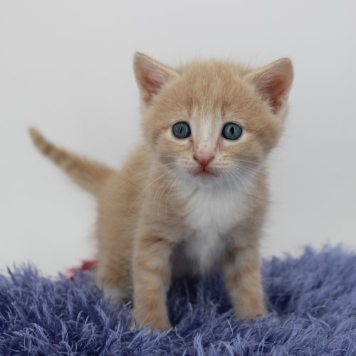 Buttercream