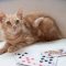 Rummy