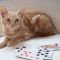 Rummy