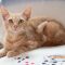 Rummy