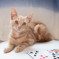 Rummy