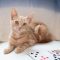Rummy