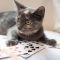 Cribbage