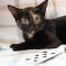 Pinochle