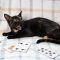 Pinochle