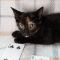 Pinochle