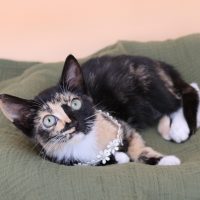 Amira