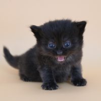 SKH_20 Kitten A