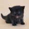 SKH_20 kitten A