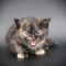 SKH_20 kitten D