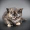 SKH_20 kitten D