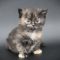 SKH_20 kitten D