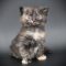 SKH_20 kitten D