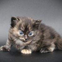 SKH_20 Kitten D