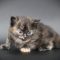 SKH_20 kitten D