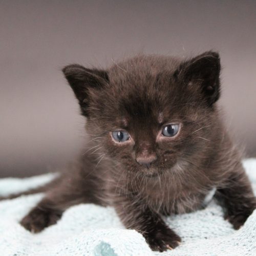 SKH_20 Kitten E