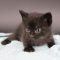 SKH_20 kitten E