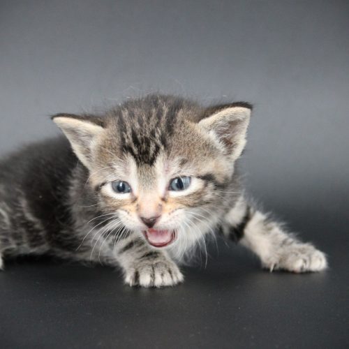 SKH_20 Kitten F