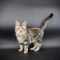Tabitha