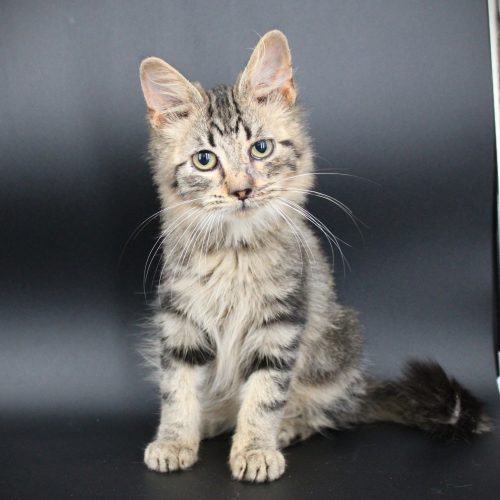 Tabitha