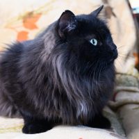 Elvis